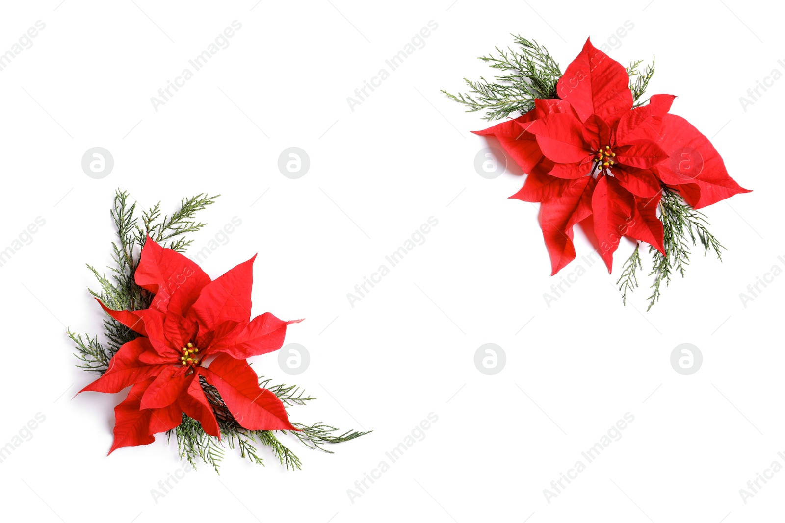 Photo of Flat lay composition with poinsettia and space for text on white background. Traditional Christmas flower