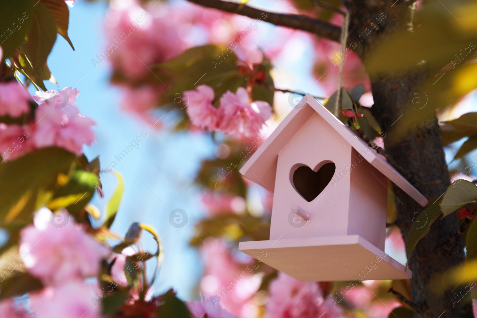 Photo of Pink bird house with heart shaped hole hanging on tree branch outdoors. Space for text