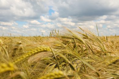 Photo of Agricultural field with ripening cereal crop on cloudy day