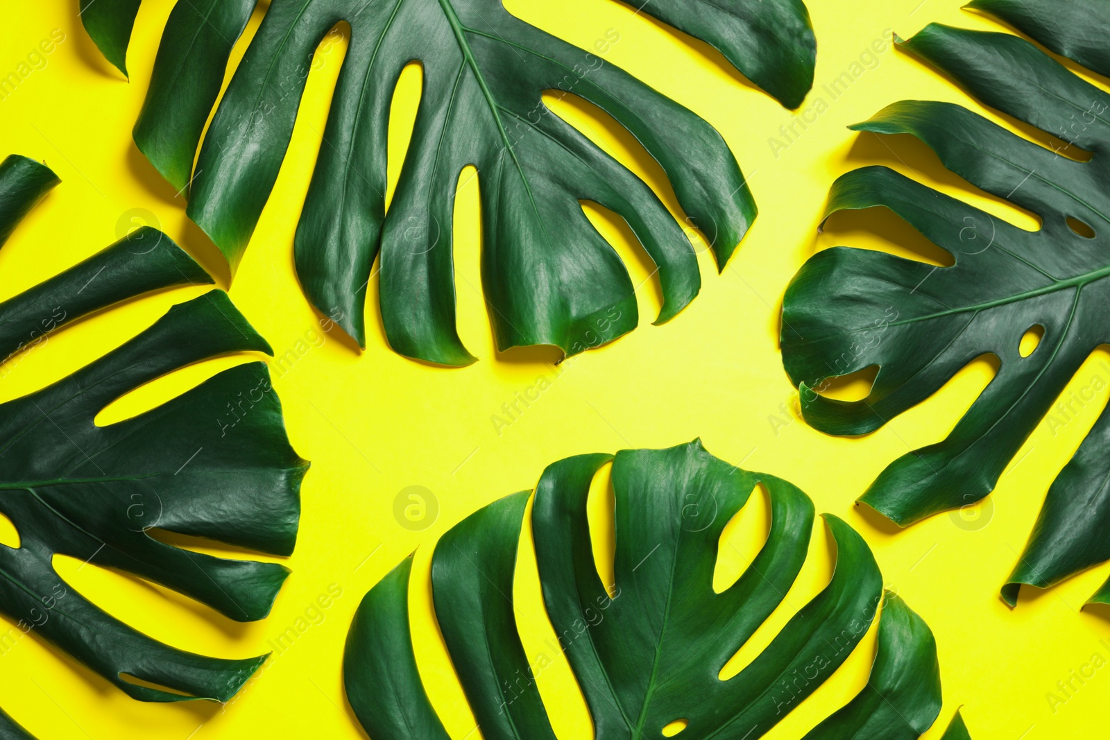 Photo of Green fresh monstera leaves on color background, flat lay. Tropical plant