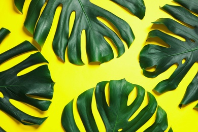 Green fresh monstera leaves on color background, flat lay. Tropical plant