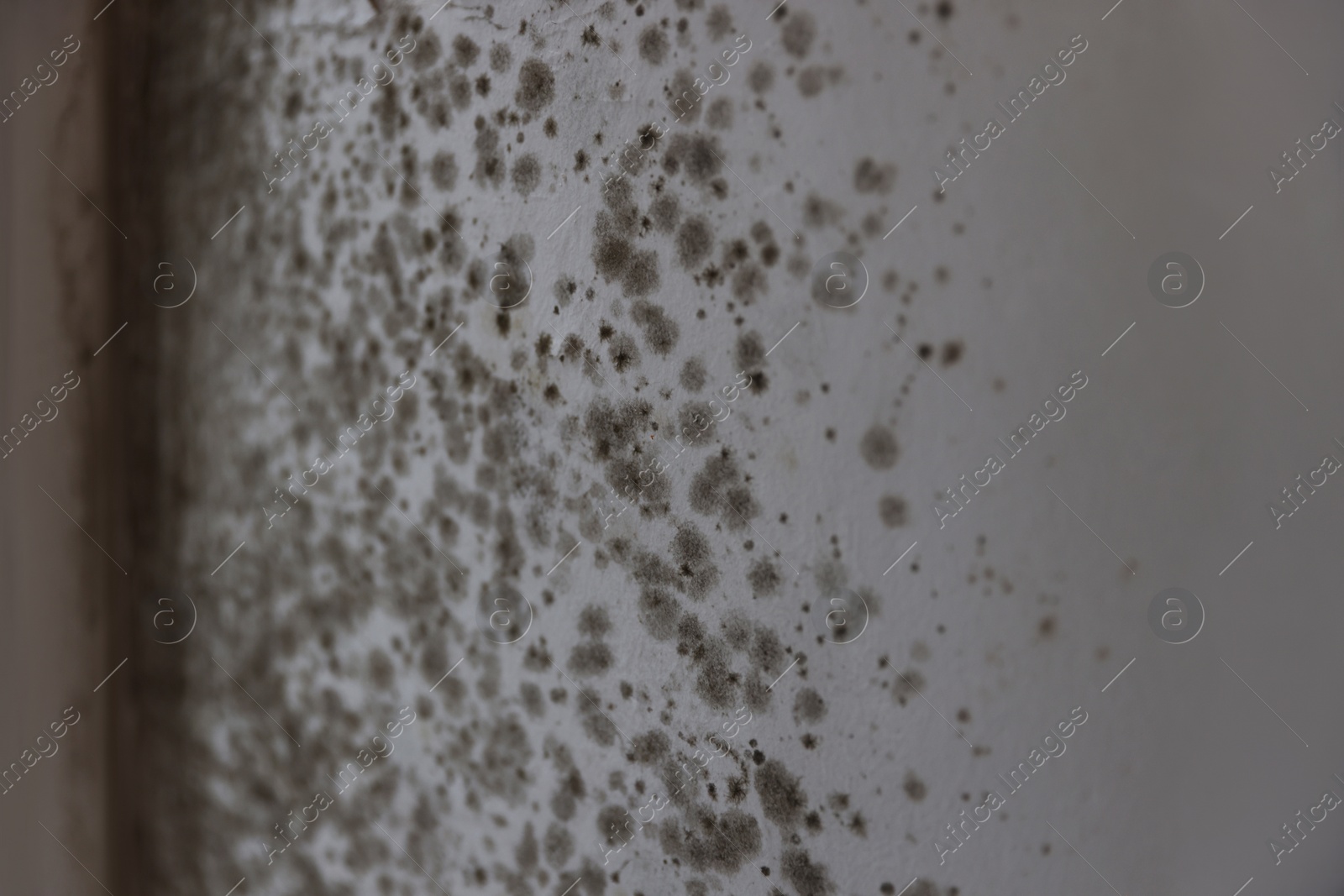 Photo of Wall damaged with indoor mold, closeup. Unsanitary environment