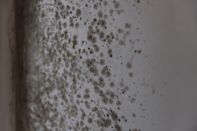 Wall damaged with indoor mold, closeup. Unsanitary environment