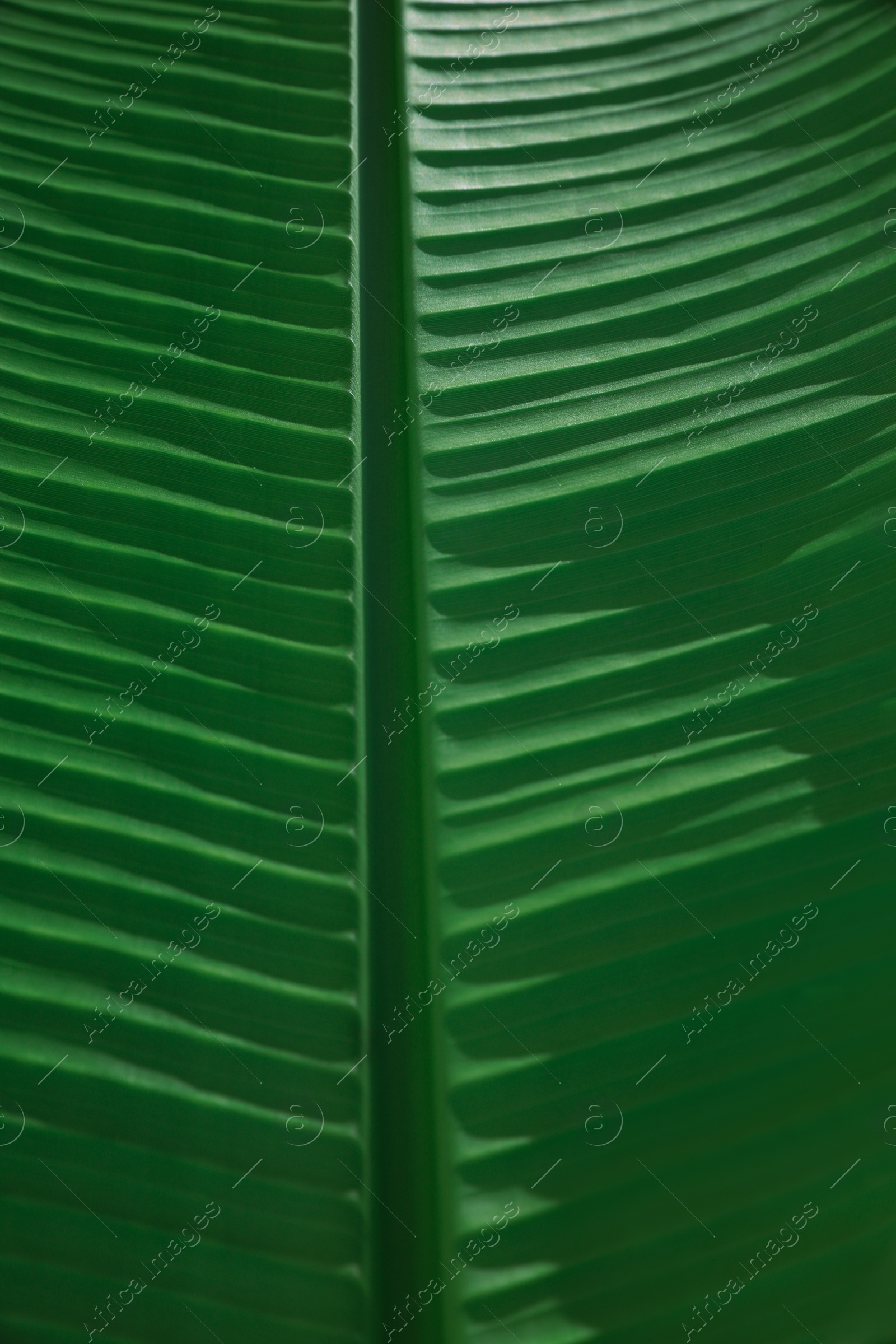 Photo of Beautiful green palm leaf as background, closeup view