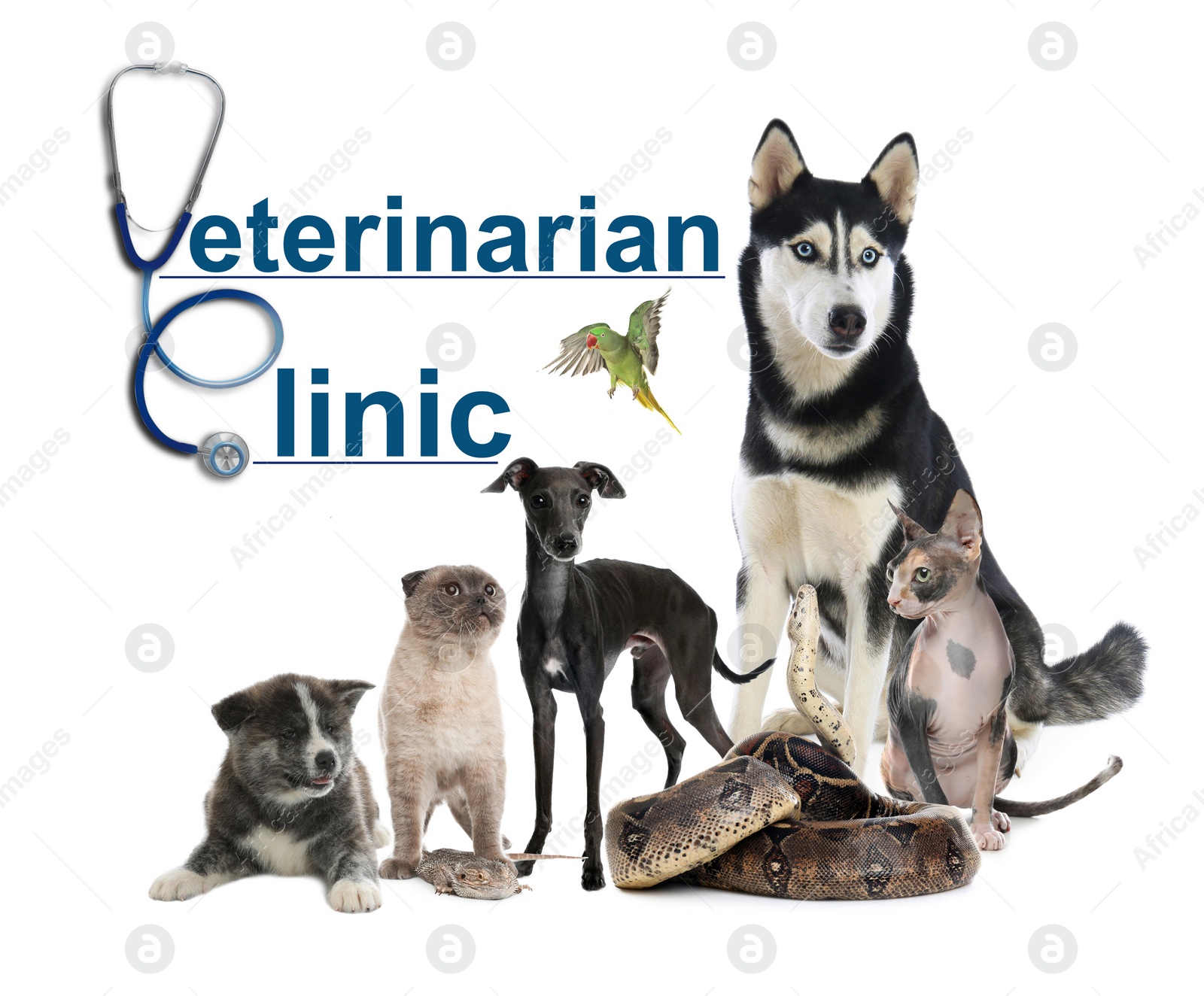 Image of Collage with different cute pets and text Veterinarian Clinic on white background