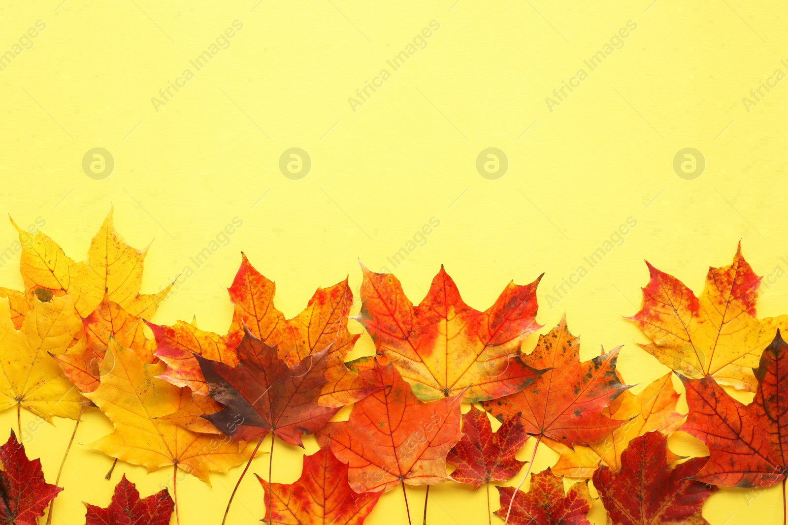 Photo of Autumn season. Colorful maple leaves on yellow background, flat lay with space for text