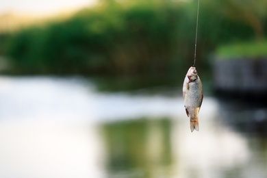 Photo of Caught fish on blurred background. Space for text