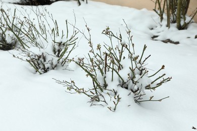 Photo of Bushes covered with snow on winter day