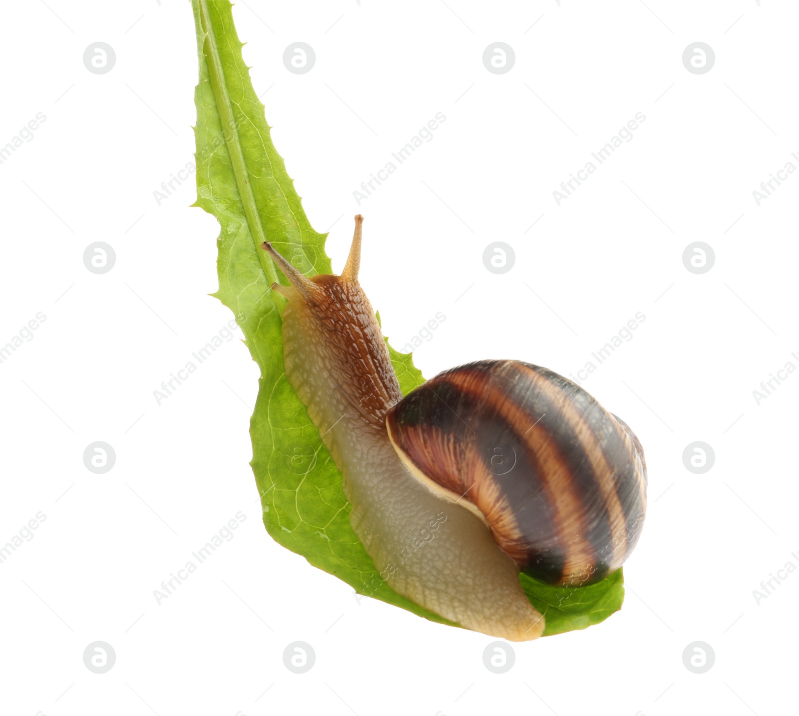 Photo of Common garden snail on green leaf against white background