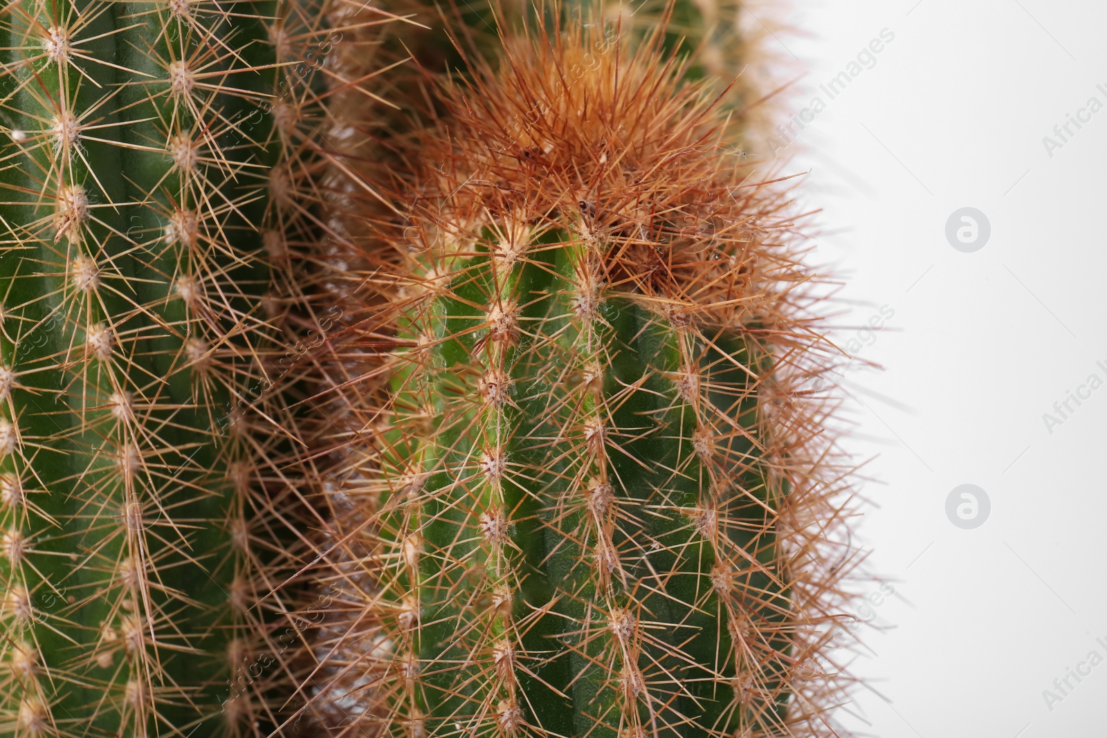 Photo of Beautiful green cactus on white background, closeup. Tropical plant