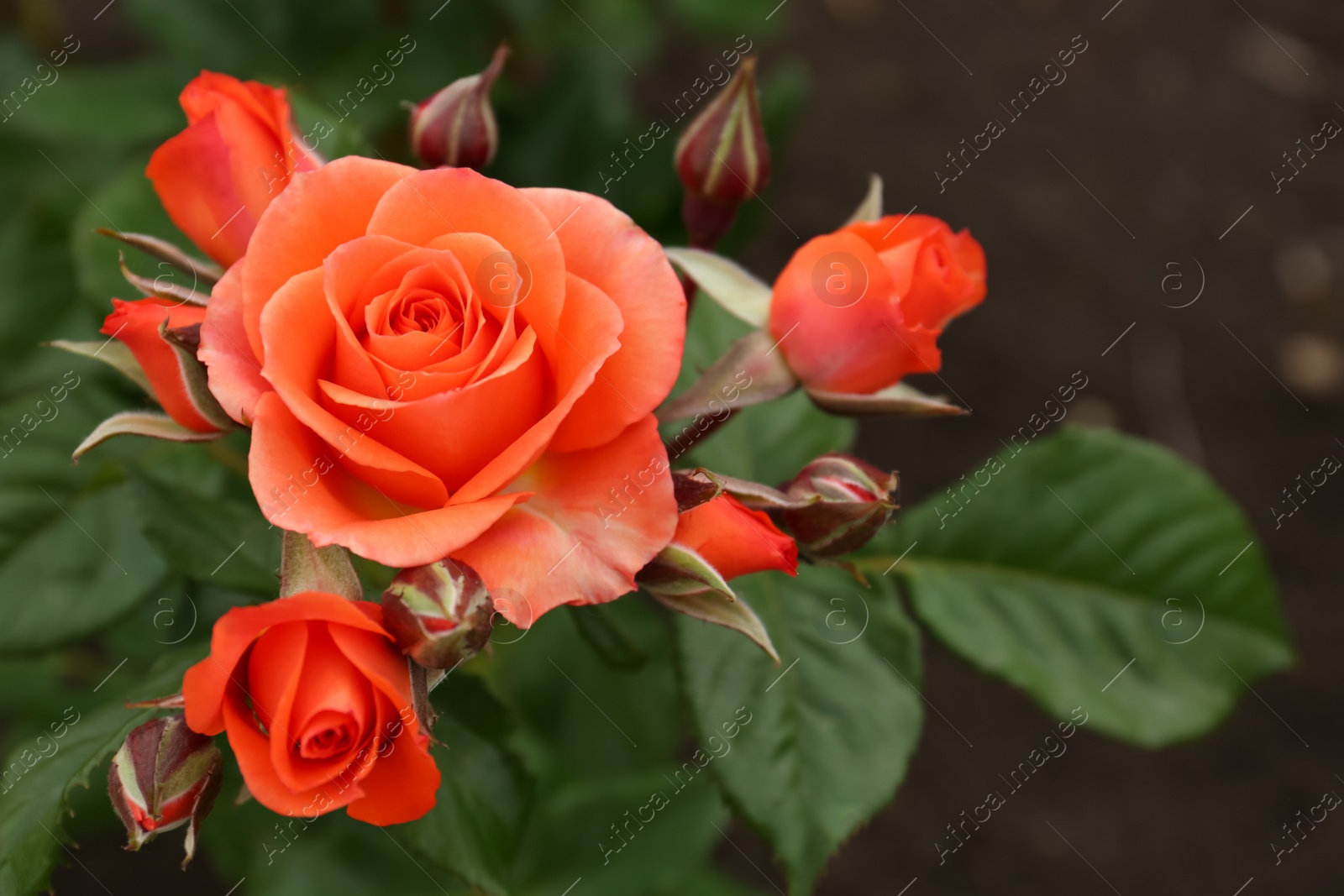 Photo of Closeup view of beautiful blooming rose bush outdoors