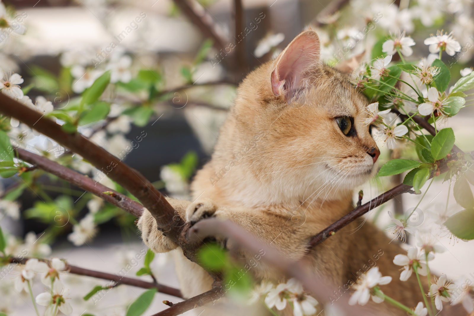 Photo of Cute cat among blossoming spring tree branches outdoors