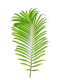 Photo of Tropical sago palm tree leaf isolated on white