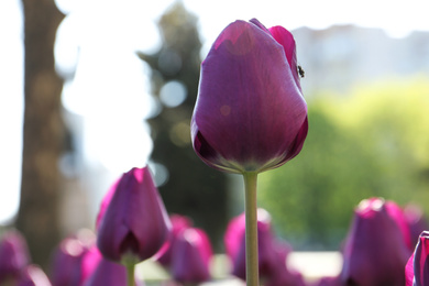 Beautiful blooming tulip outdoors on sunny day