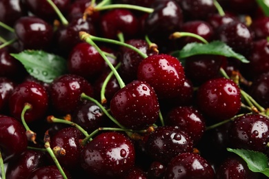 Sweet red cherries with water drops as background