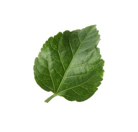 Photo of One green hibiscus leaf isolated on white
