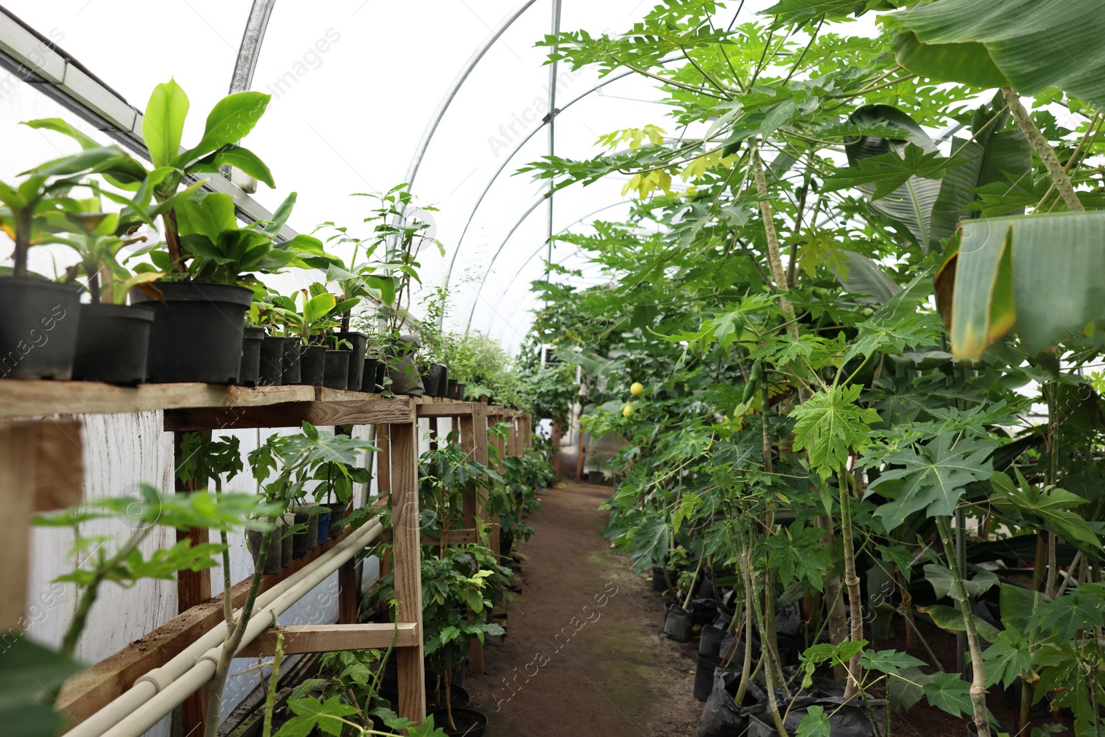 Photo of Many different beautiful plants growing in greenhouse