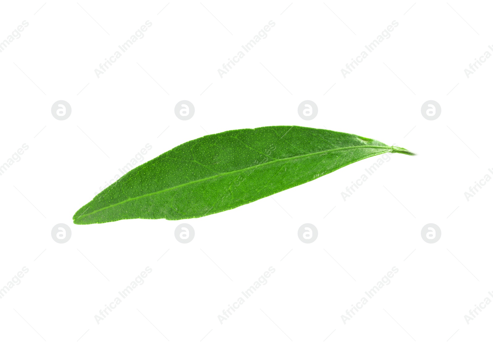 Photo of Fresh green tangerine leaf on white background