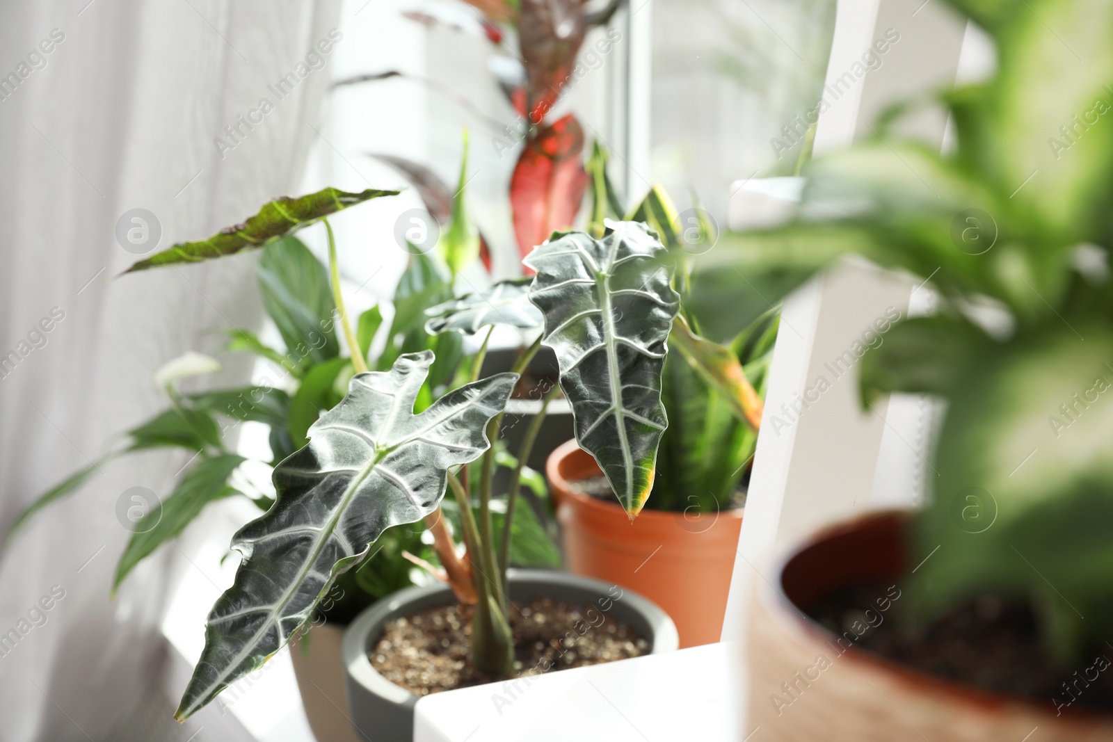 Photo of Different green potted plants near window at home