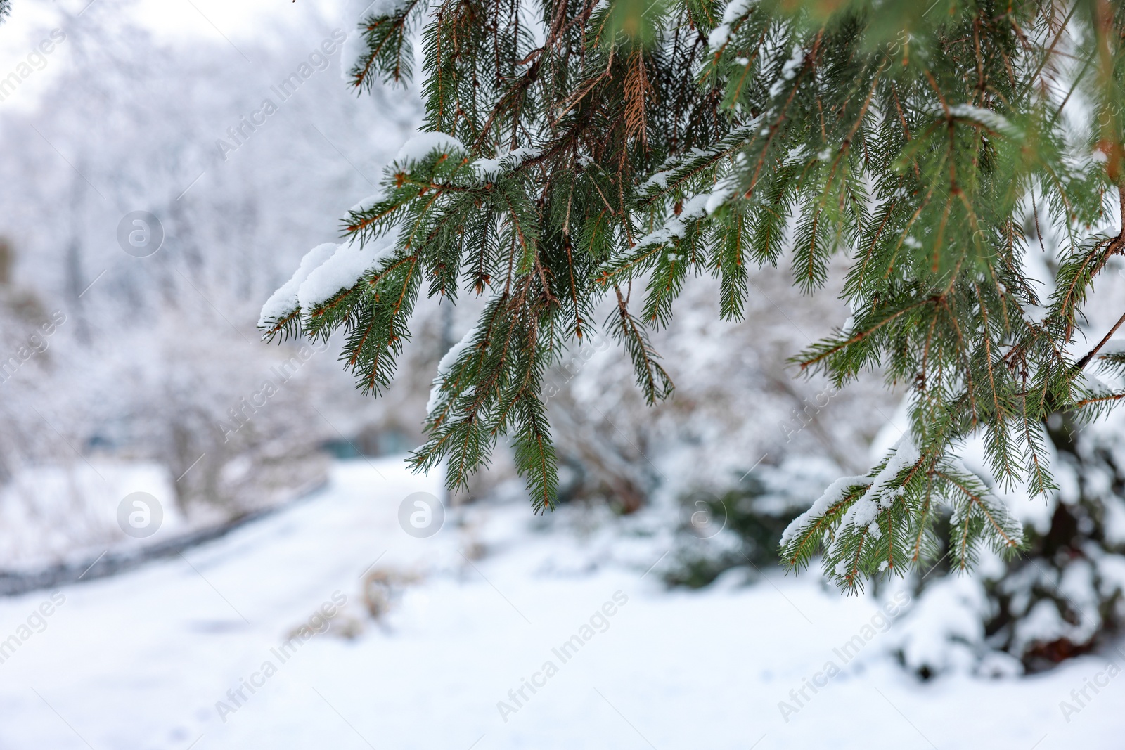 Photo of Fir tree branches covered with snow in winter park