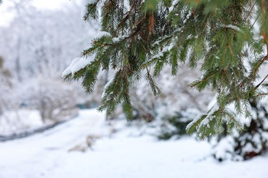 Fir tree branches covered with snow in winter park