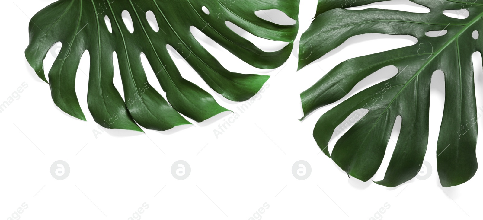 Photo of Green fresh monstera leaves on white background, top view. Tropical plant