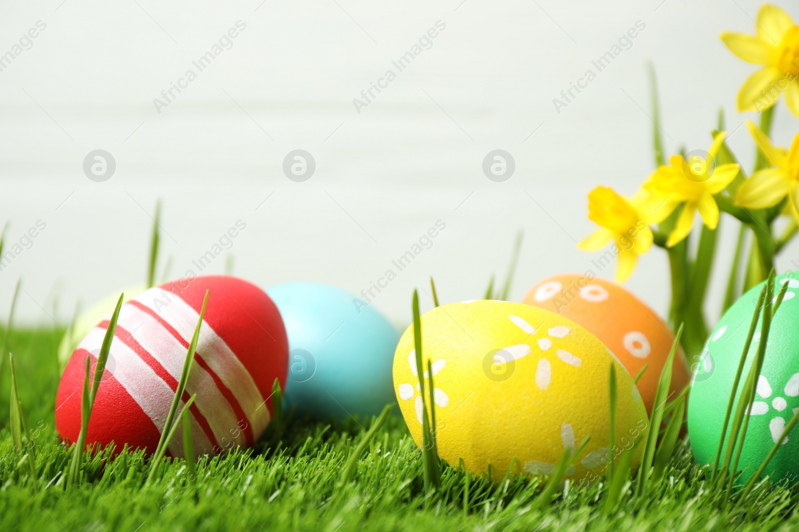 Photo of Colorful Easter eggs and narcissus flowers in green grass against white background. Space for text