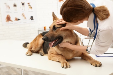 Photo of Professional veterinarian examining dog's eyes in clinic