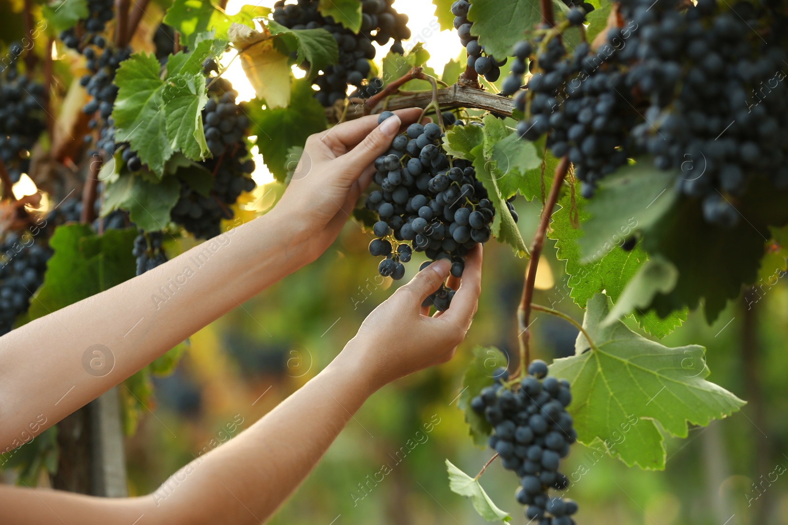 Photo of Woman picking fresh ripe juicy grapes in vineyard, closeup