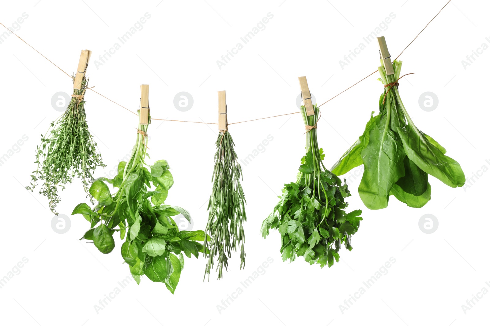 Photo of Fresh green herbs hanging on rope against white background