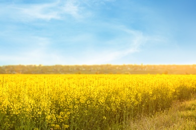 Field with blossoming flowers on spring morning