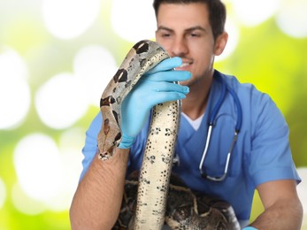 Male veterinarian examining boa constrictor against blurred green background