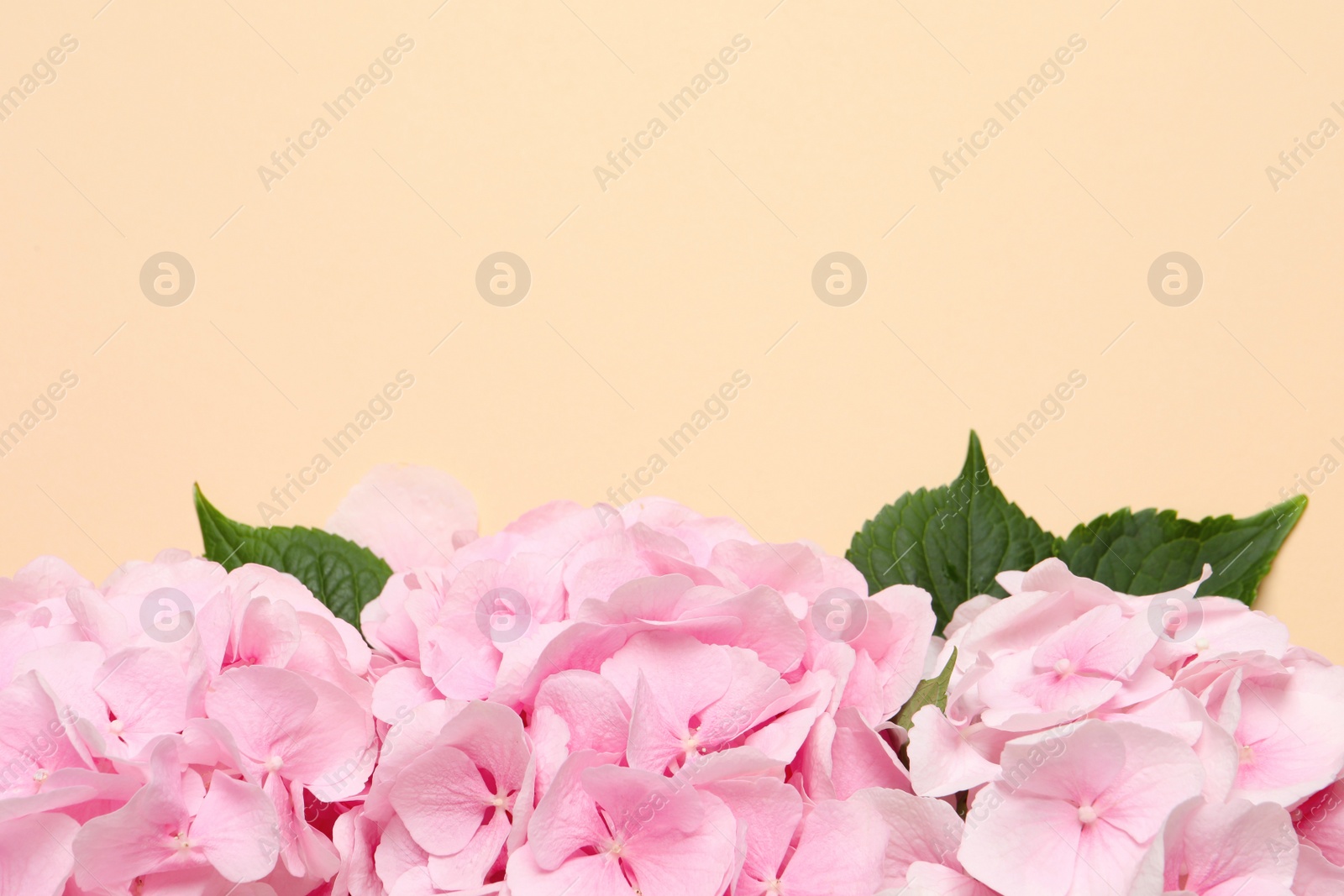 Photo of Beautiful hortensia flowers on beige background, flat lay. Space for text