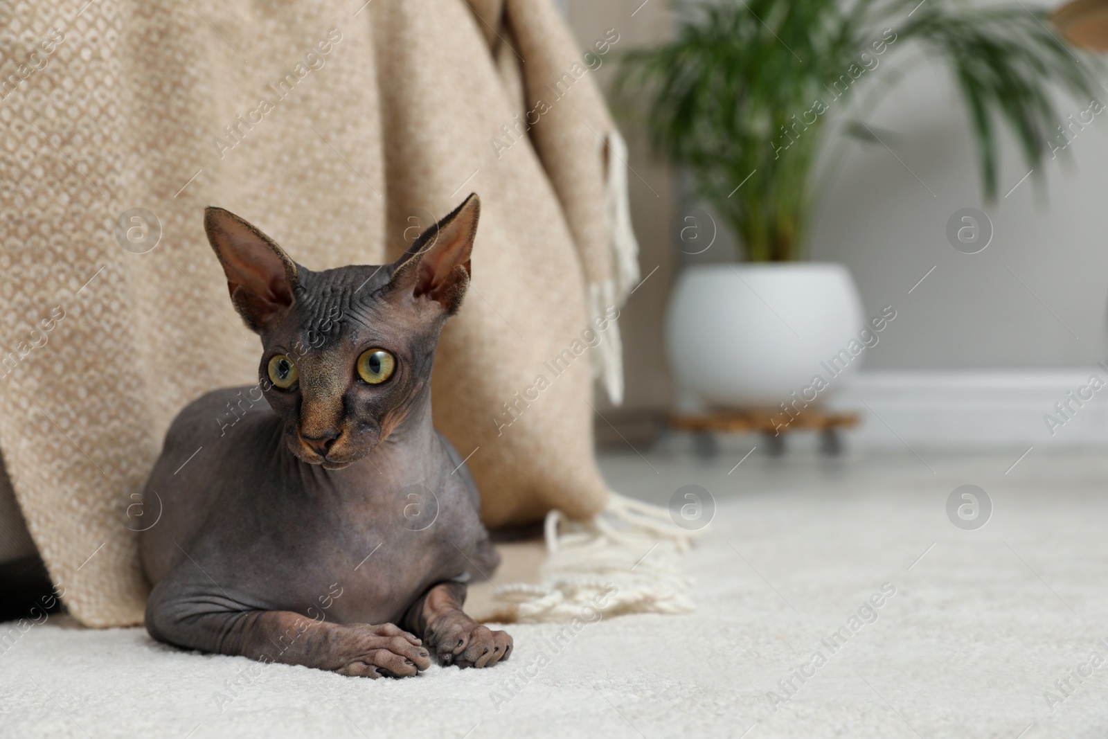 Photo of Sphynx cat lying on carpet at home