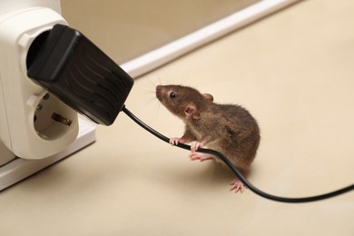 Small brown rat with electric wire near socket on floor