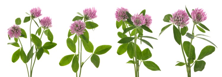 Set with beautiful clover flowers on white background. Banner design