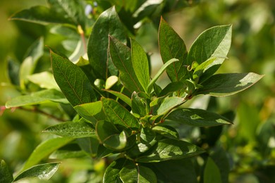 Photo of Bush of wild blueberry with green leaves growing outdoors, closeup