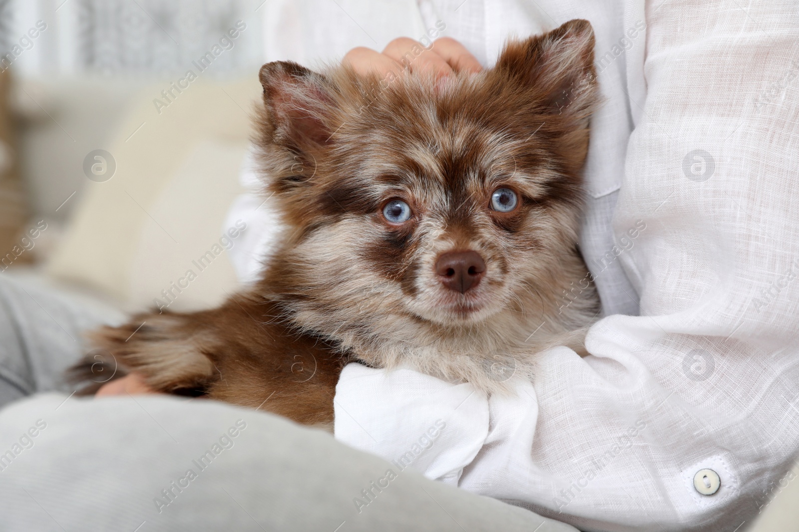 Photo of Woman with cute dog at home, closeup