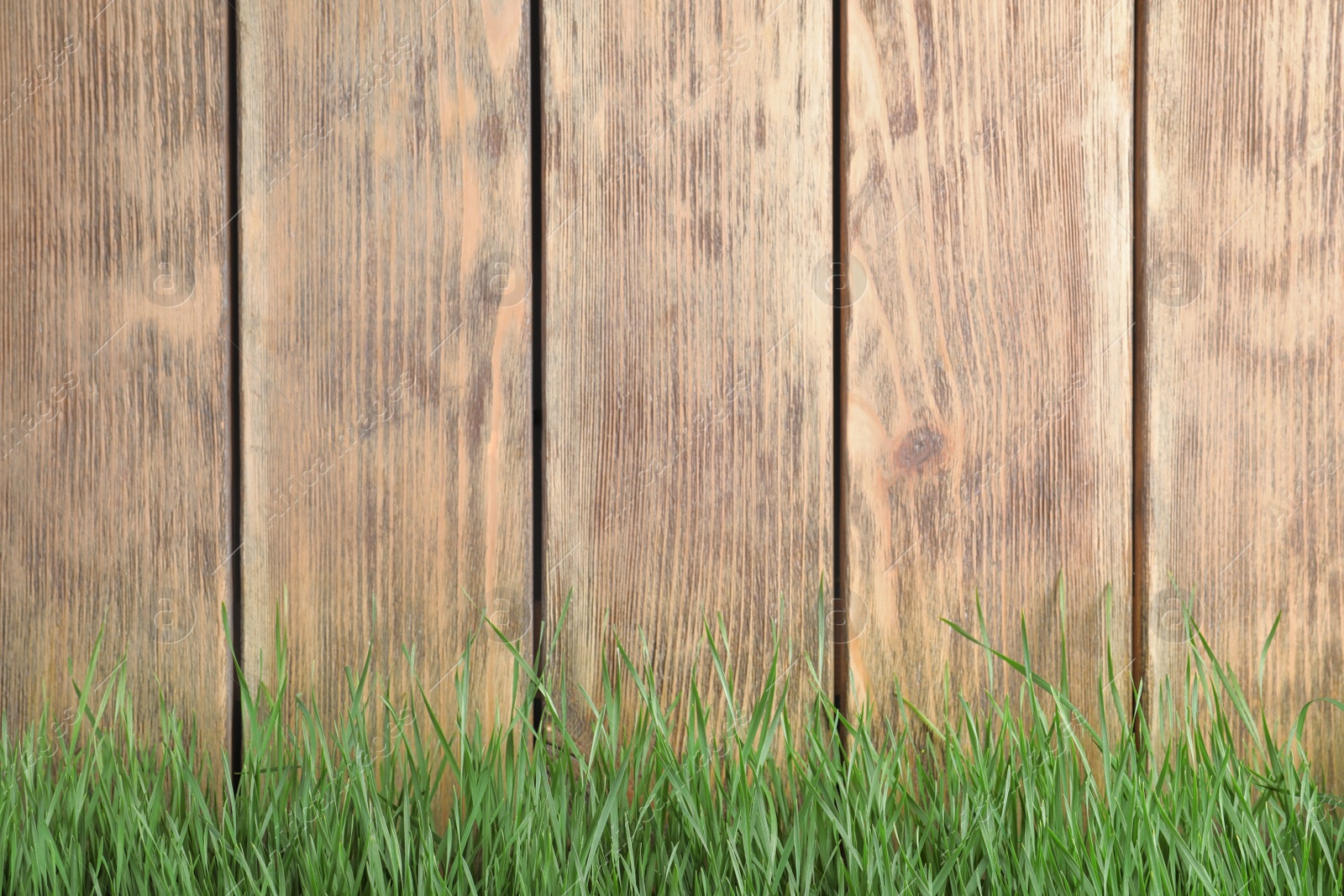 Photo of Fresh green grass near wooden fence. Space for text