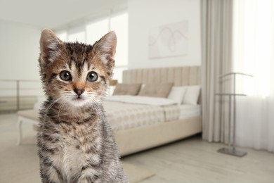 Image of Lovely kitten in bedroom, space for text. Pet friendly hotel