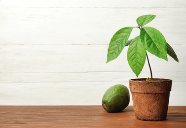 Photo of Young avocado sprout with leaves in peat pot and fruit on table against white wooden background. Space for text