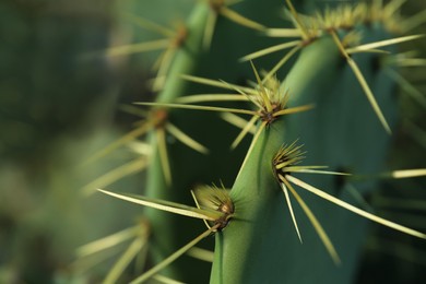 Photo of Beautiful Opuntia cactus with big thorns on blurred background, closeup