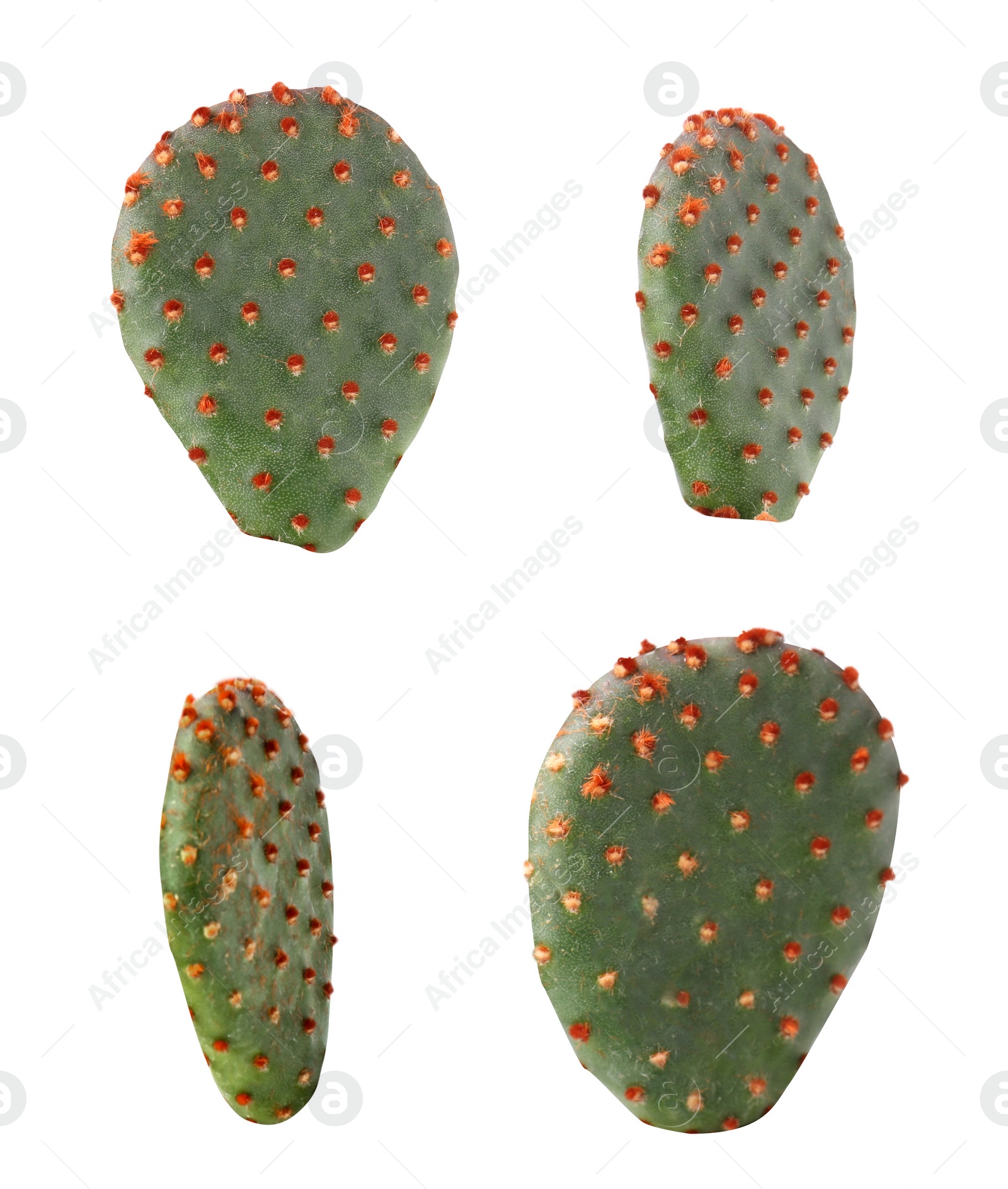 Image of Opuntia cactus pads on white background, set