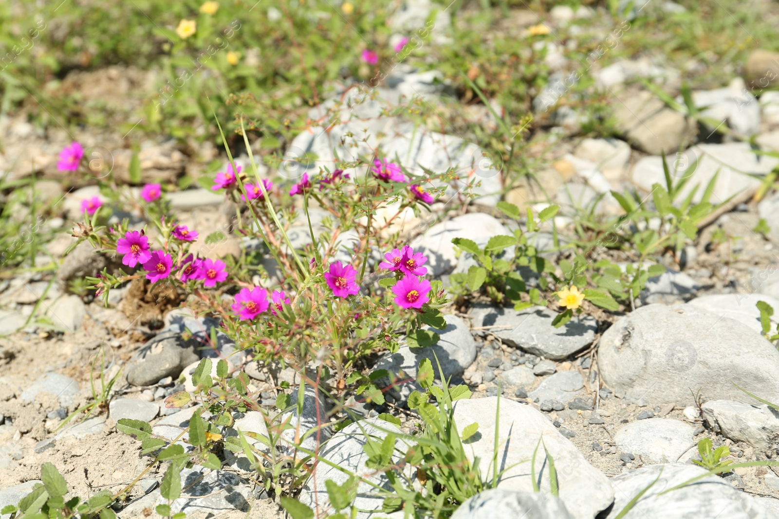 Photo of Many wild flowers growing around stones outdoors