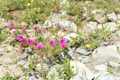 Photo of Many wild flowers growing around stones outdoors