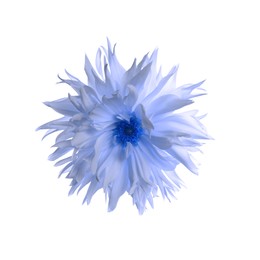 Image of Beautiful light blue dahlia flower on white background