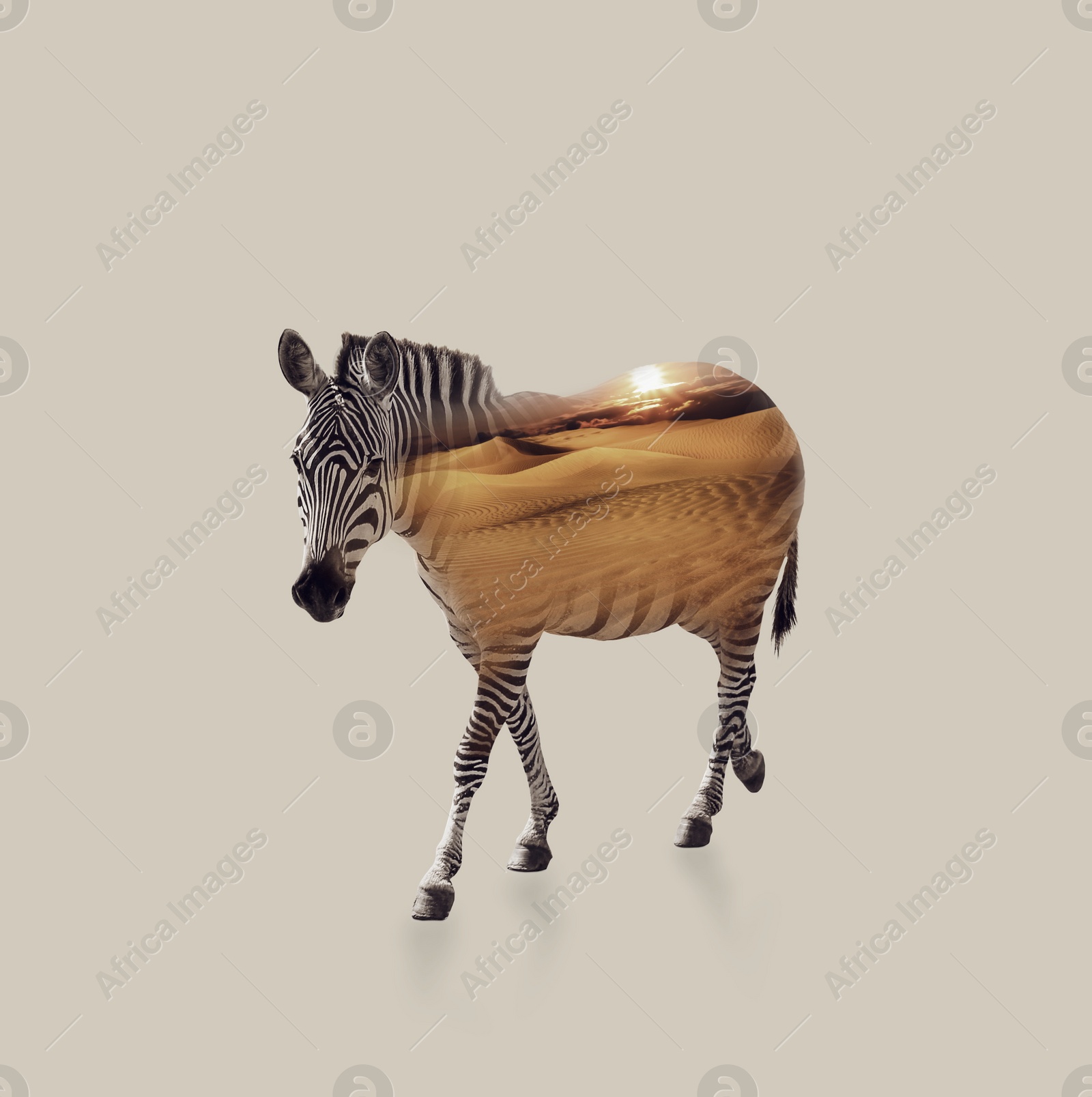 Image of Double exposure of striped African zebra and sandy desert