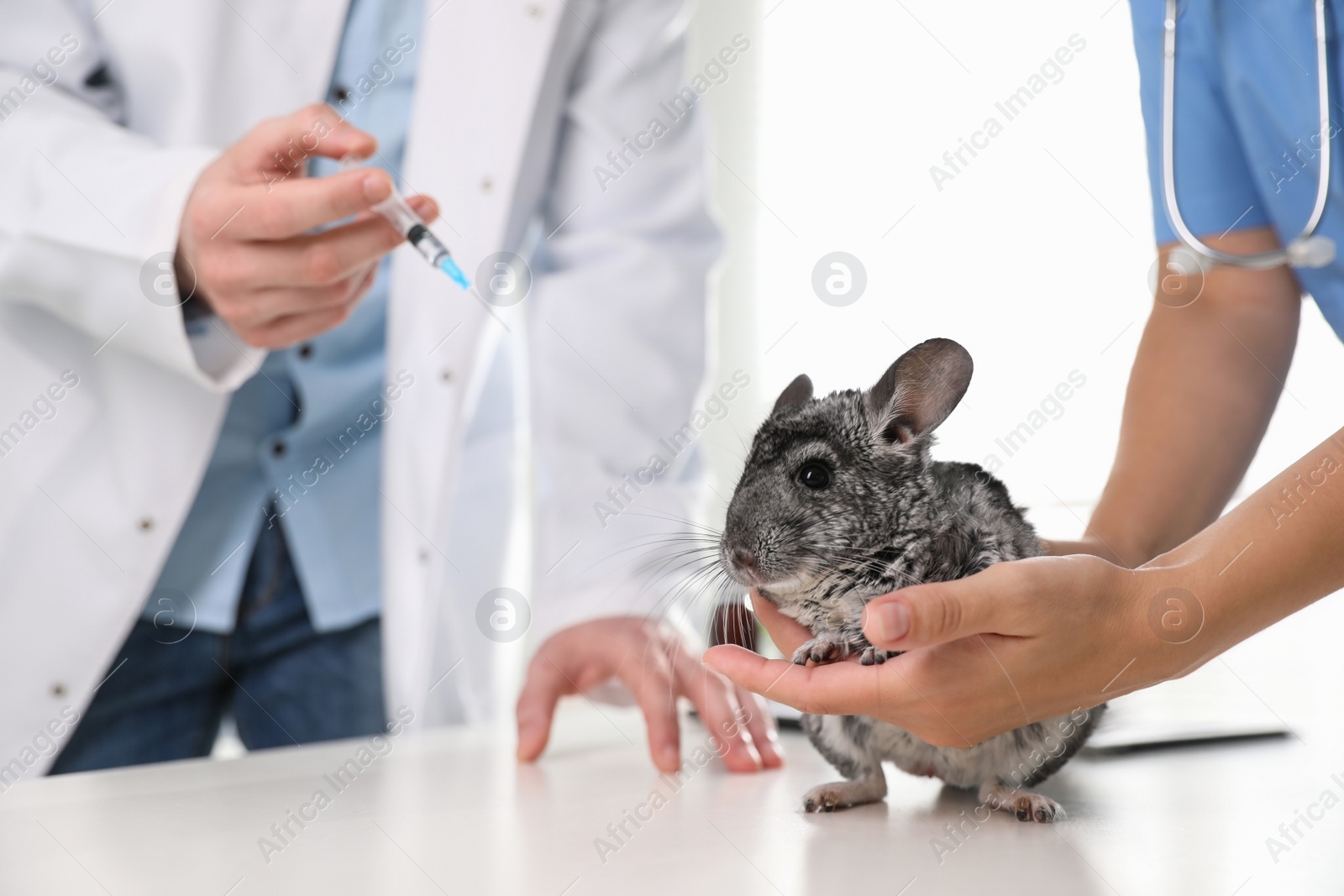 Photo of Professional veterinarians vaccinating chinchilla in clinic, closeup