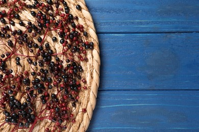 Photo of Wicker mat with ripe elderberries on blue wooden table, top view. Space for text