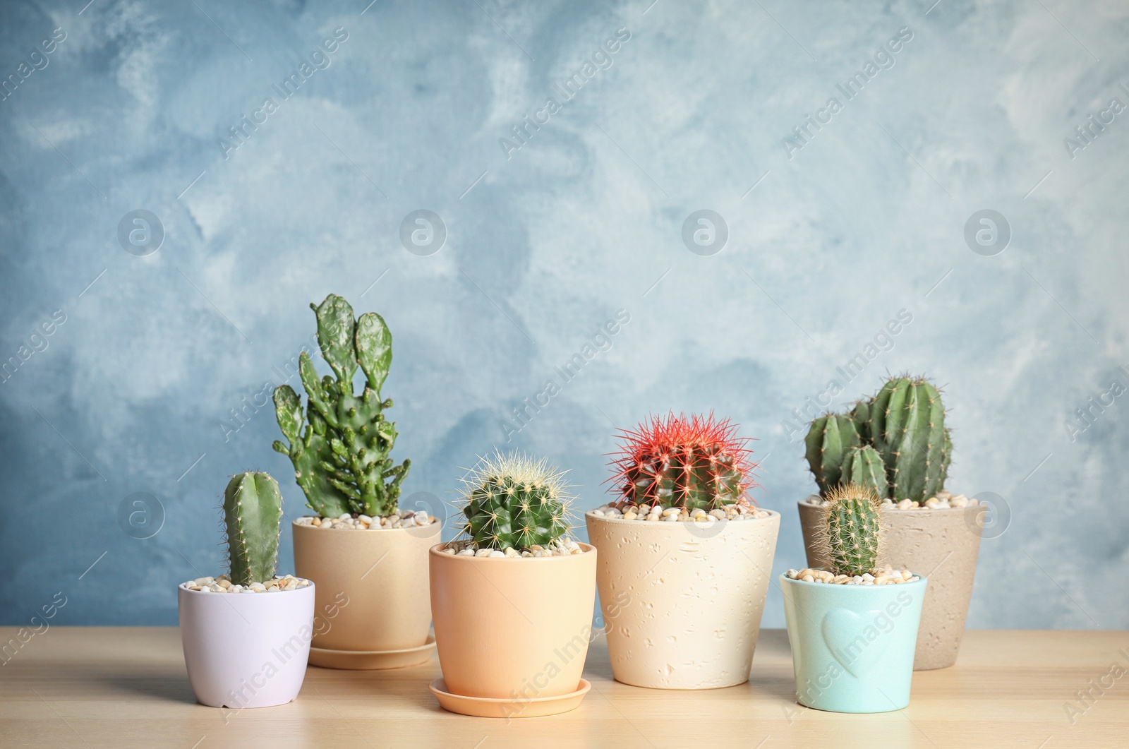 Photo of Beautiful cacti on table against color wall